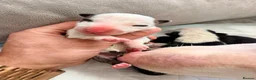 English Bull Terrier dogs for sale: English bullterrier quality puppies  - Advert 12