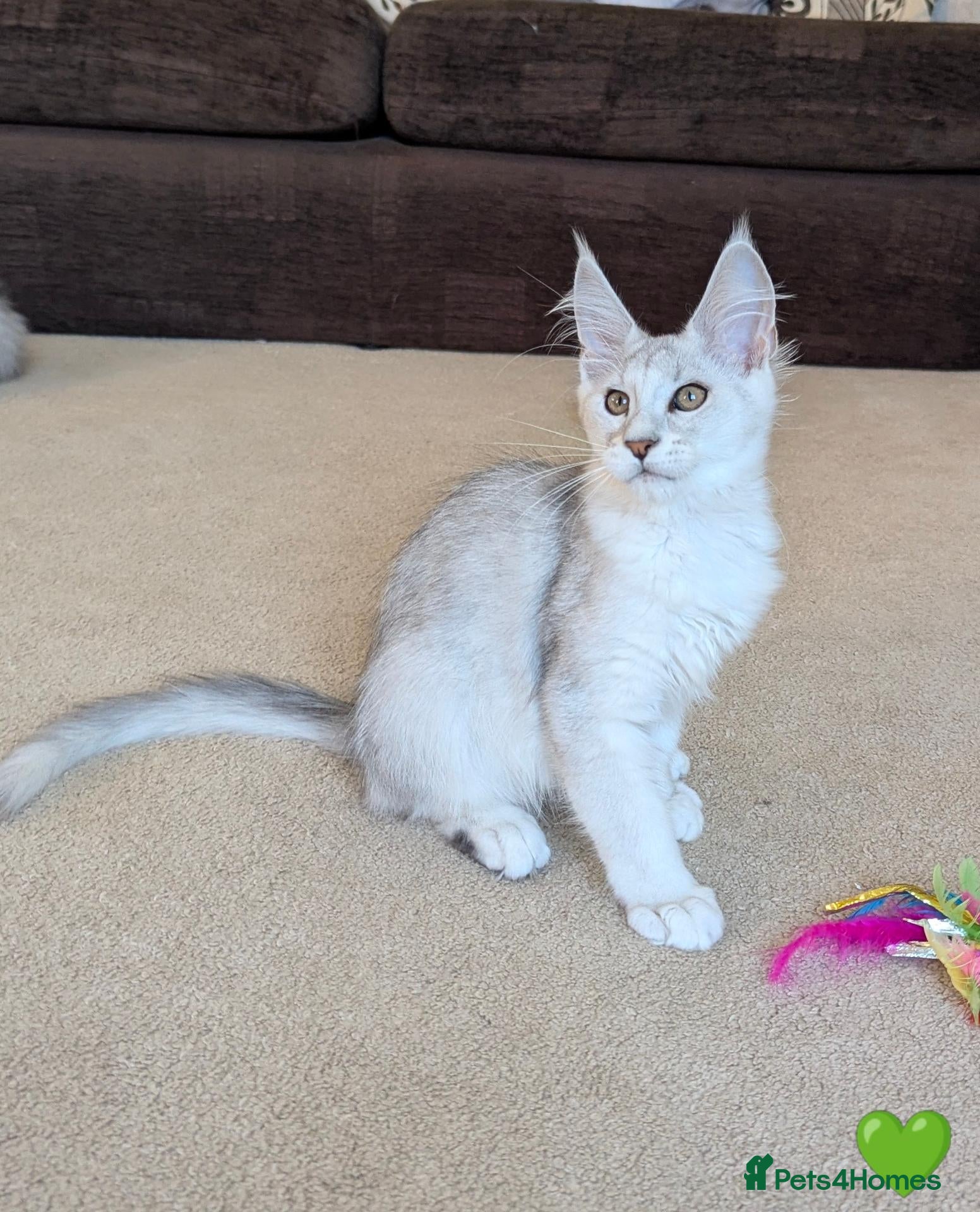 Maine Coon cats Shaded & Ticked Registered Kittens  - Advert 1