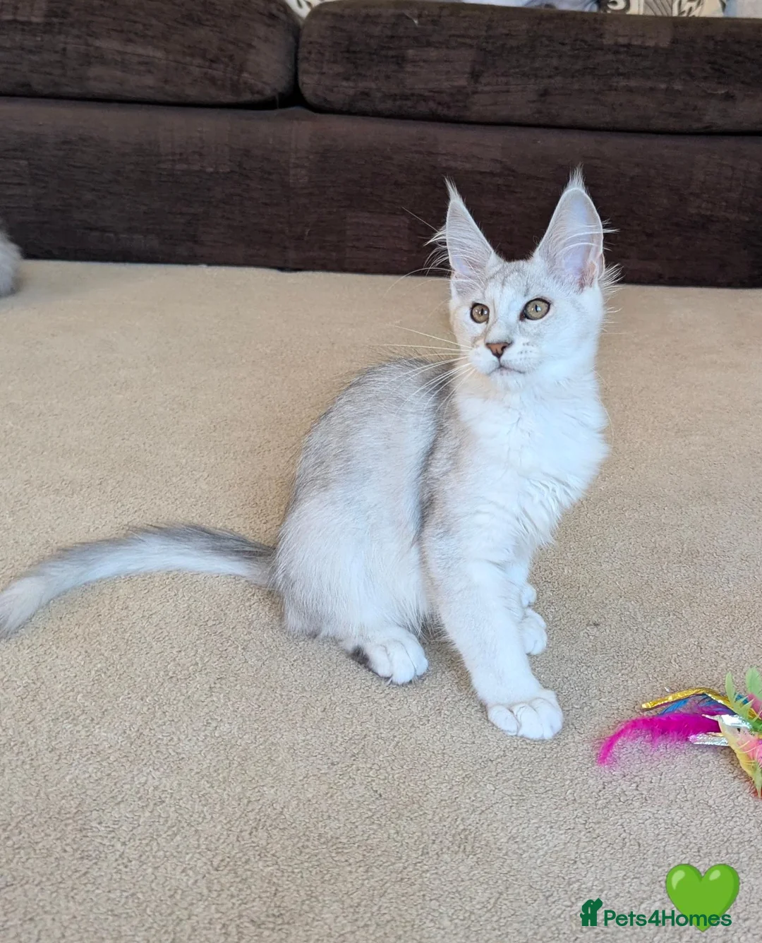 Maine Coon cats for sale: Shaded & Ticked Registered Kittens  - Advert 1