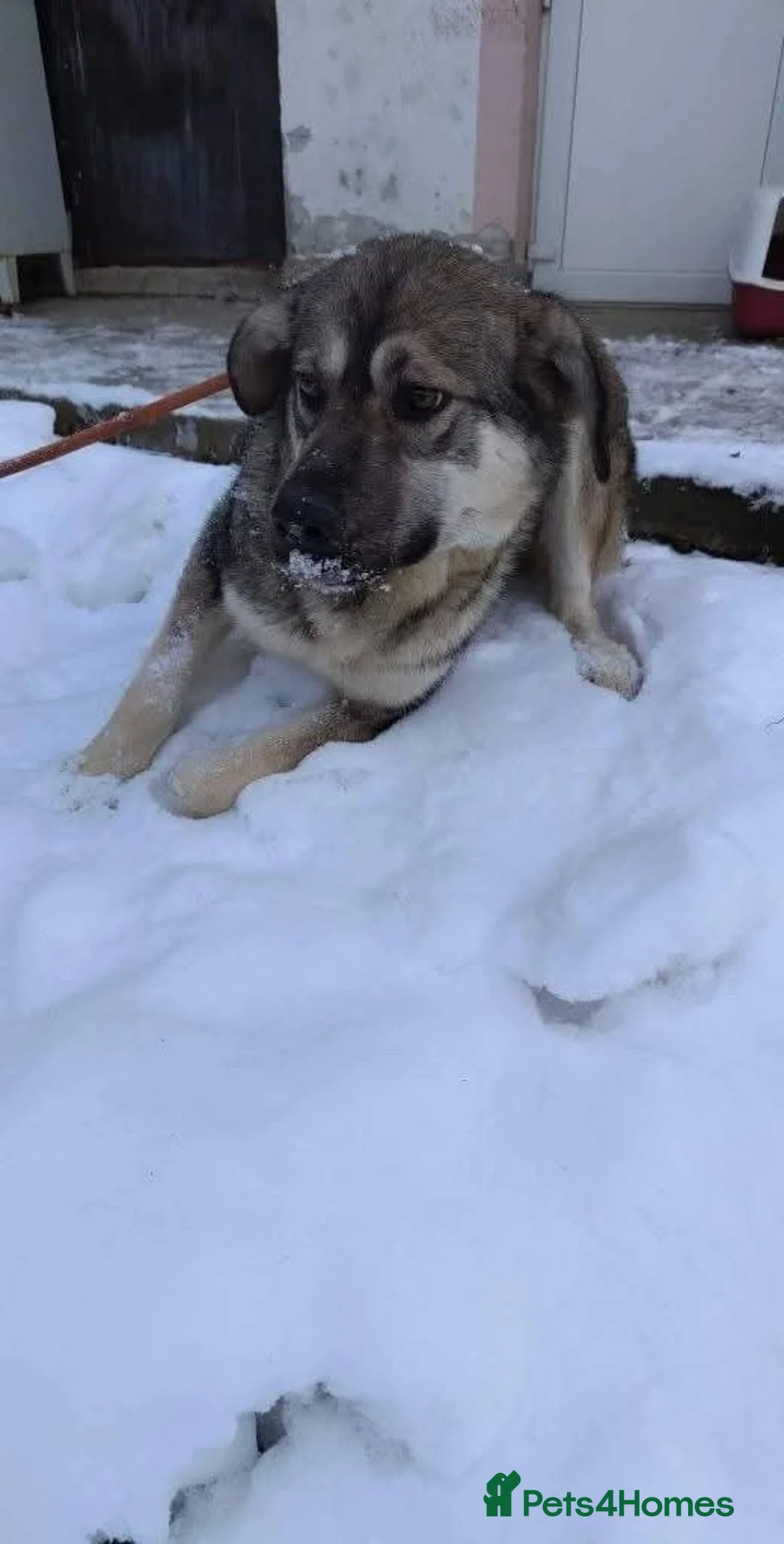 Mixed Breed dogs for adoption: Meet Zena,currently residing in Carmarthenshire  in Carmarthen - Advert 9