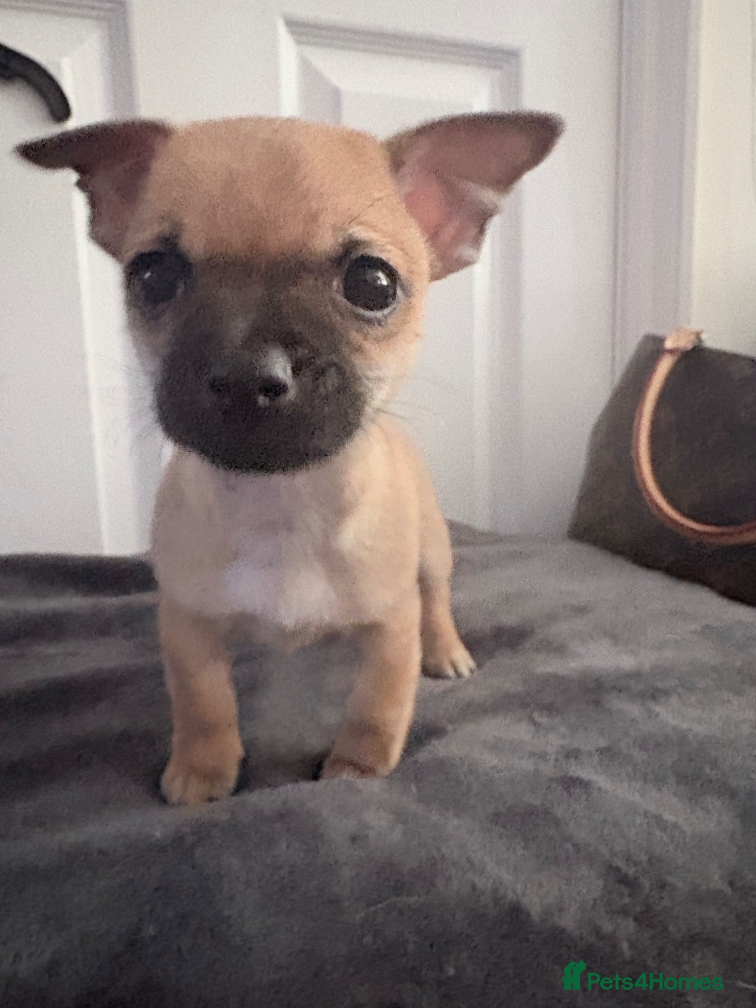 Jack Chi dogs 3/4 chihuahua 1/4 jack Russell  - Advert 1