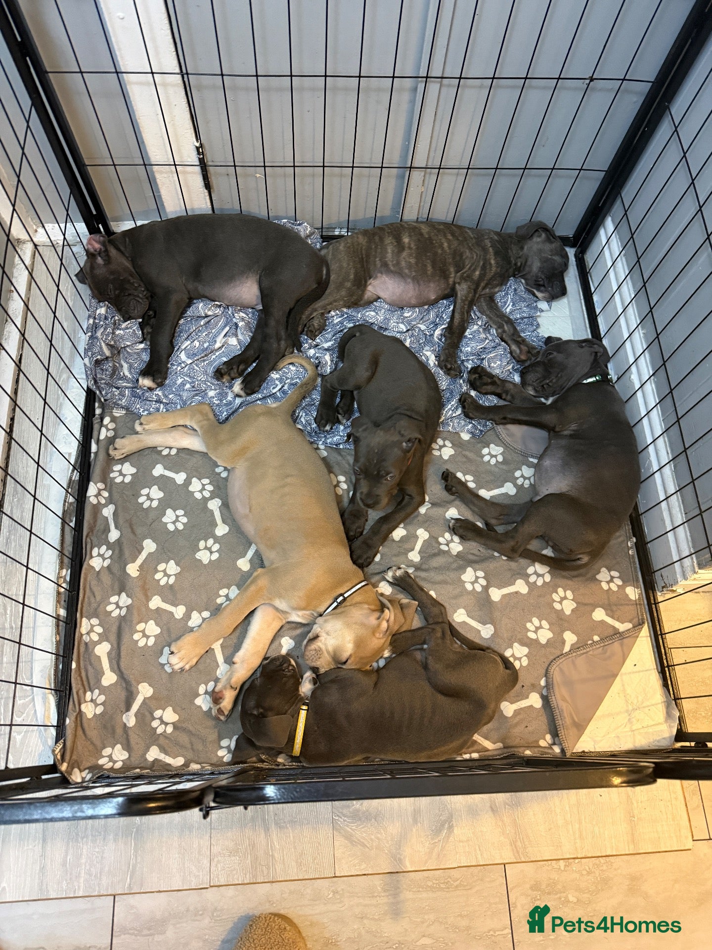 Cane Corso dogs Cane corso puppies - Advert 16