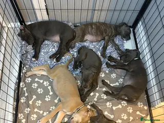 Cane Corso dogs Cane corso puppies - Advert 16