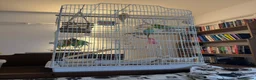 Budgerigars birds for sale: Pair of budgies with cage for sale in Truro - Advert 4