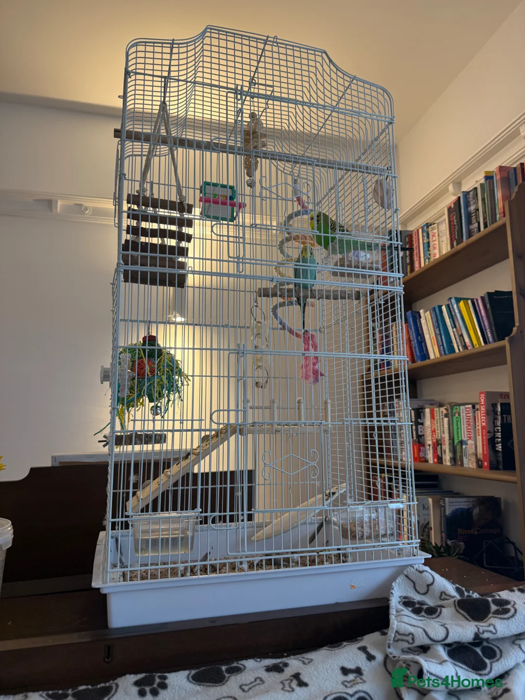 Budgerigars birds for sale: Pair of budgies with cage for sale in Truro - Advert 4