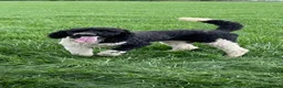 Standard Poodle dogs for stud: Gunner – KC Registered standard poodle  in High Wycombe - Advert 1
