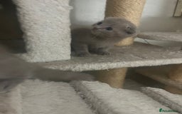 Scottish Fold cats for sale: Scottish fold kittens for sale  - Image 25