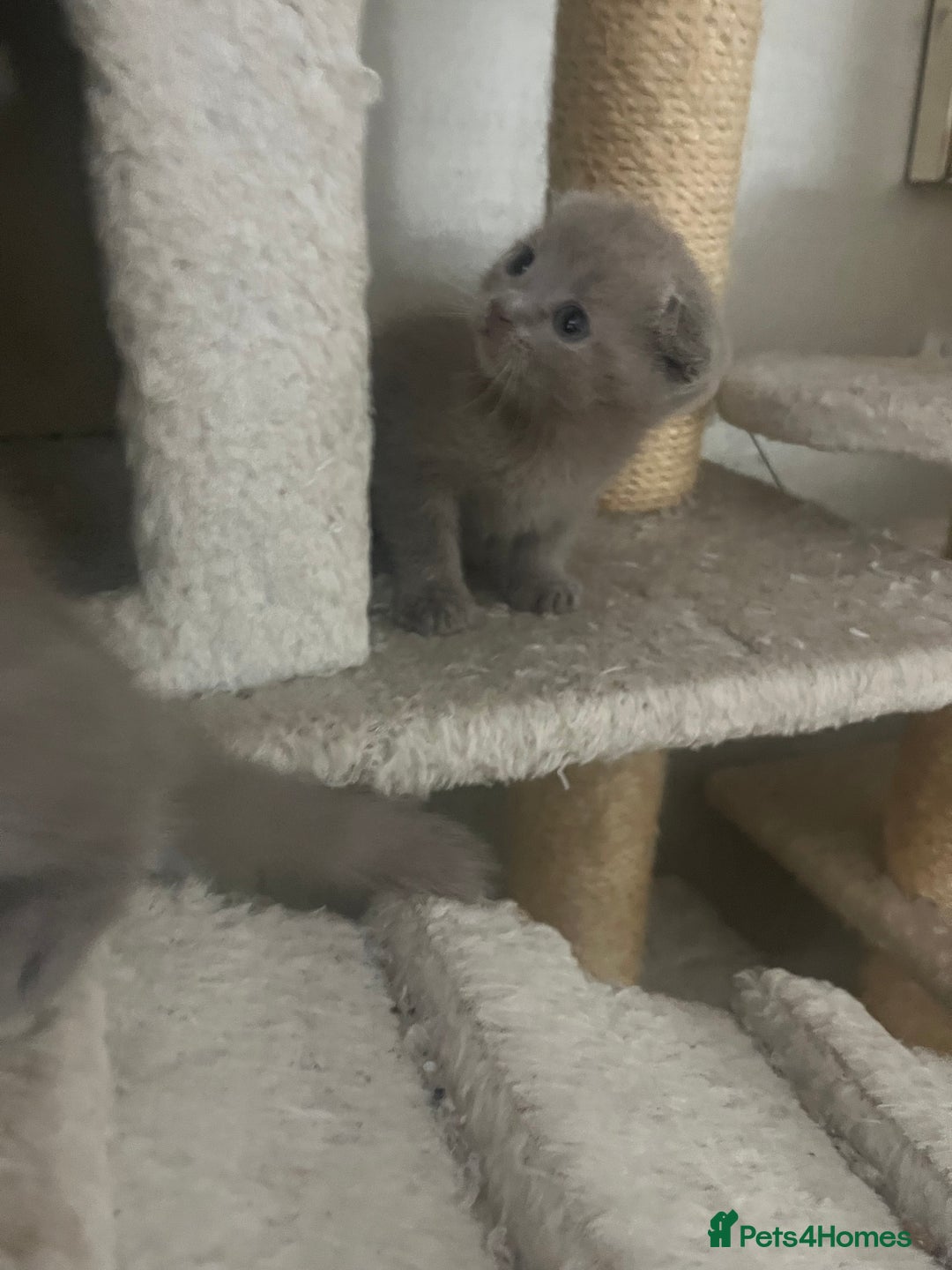 Scottish Fold cats for sale: Scottish fold kittens for sale  - Image 25