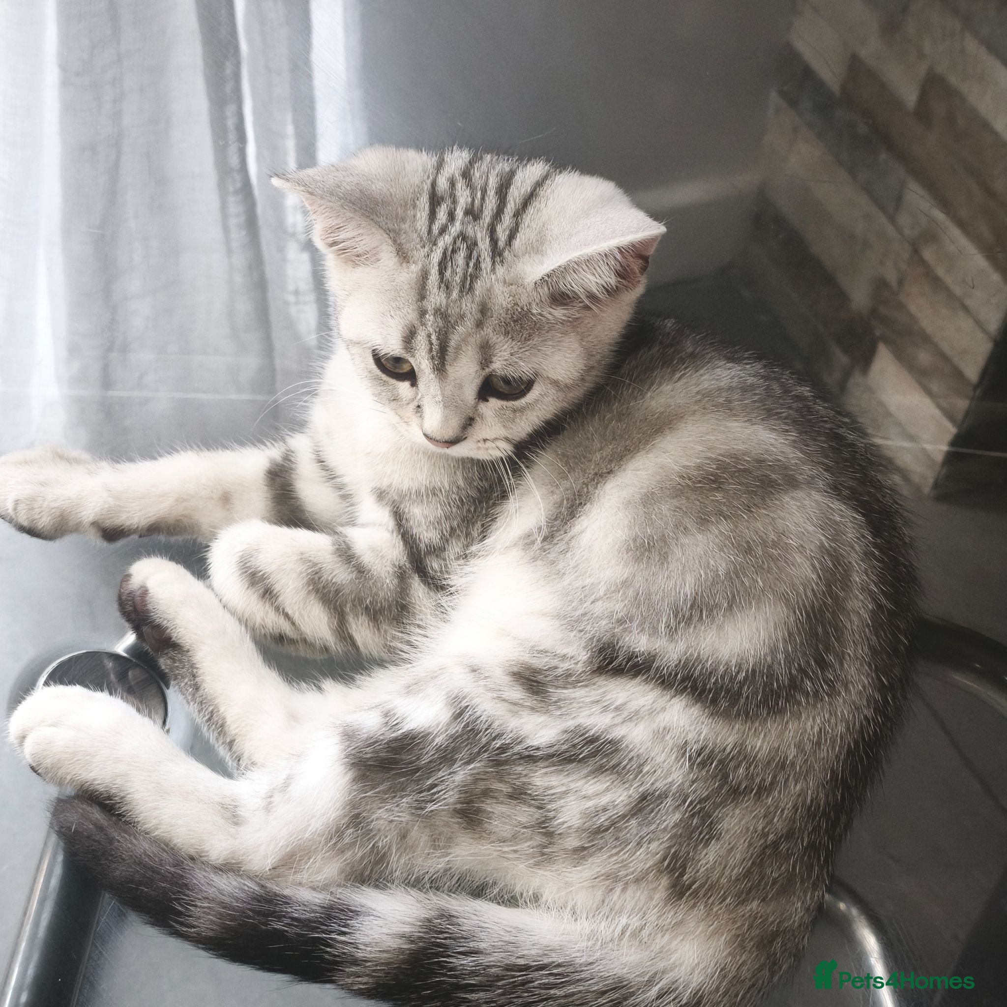Scottish Fold cats Last Scottish Straight Silver Tabby Boy Available - Advert 1
