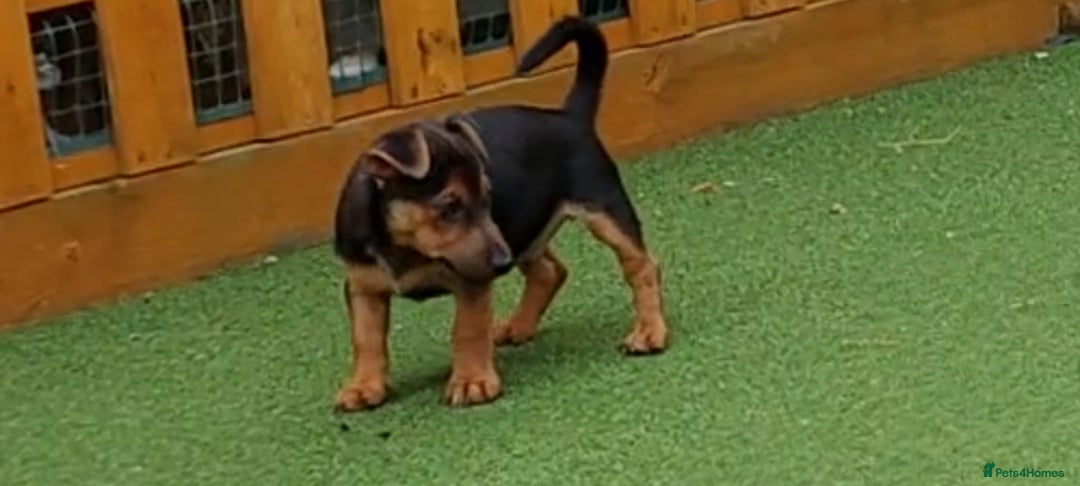 Jack Russell dogs for sale: Jack Russell's Miniature pup Ready to leave Now in Dagenham - Image 21