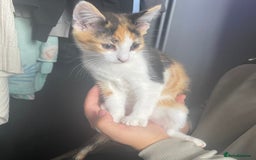 Mixed Breed cats for sale: 10 weeks old kittens ready to leave  - Image 16