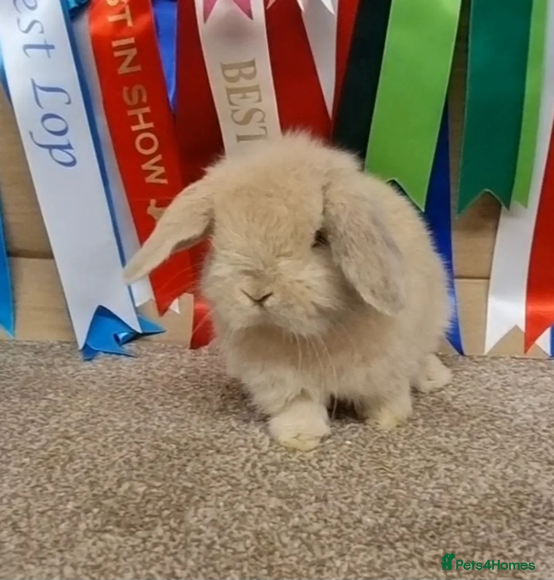 Mini Lop rabbits for sale: Gorgeous mini lop baby buck - Advert 5
