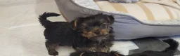 Yorkshire Terrier dogs for sale: Yorkshire Terrier puppies  from Licensed Breeder  - Advert 7