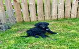 Portuguese Water Dog dogs for sale: Portuguese water dog - Image 4