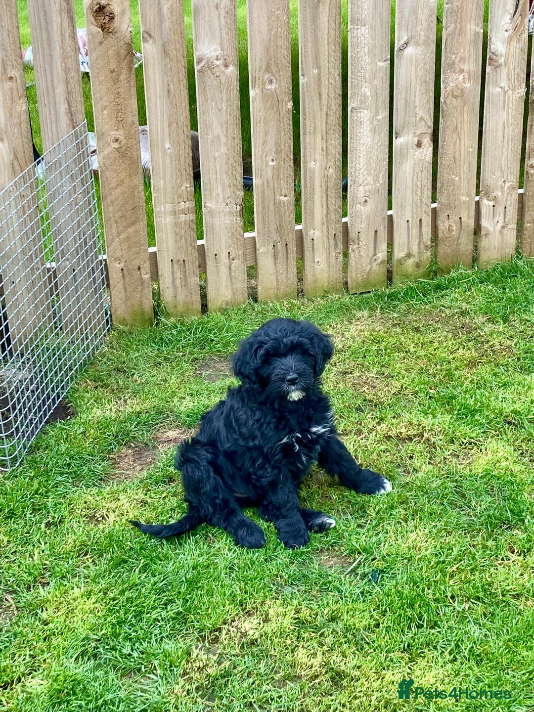 Portuguese Water Dog dogs for sale: Portuguese water dog - Image 4
