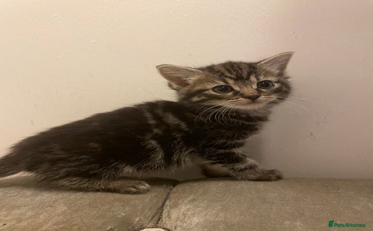 Mixed Breed cats - Advert 1