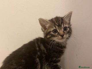 Mixed Breed cats - Advert 4