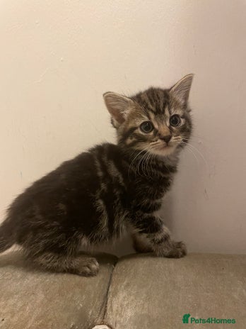 Mixed Breed cats - Advert 4