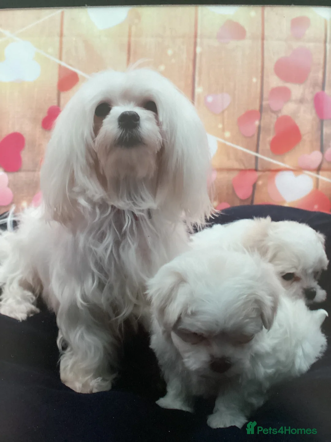 Maltese dogs for sale: Thoroughbred Maltese - Advert 1