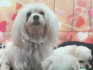 Maltese dogs Thoroughbred Maltese - Advert 1
