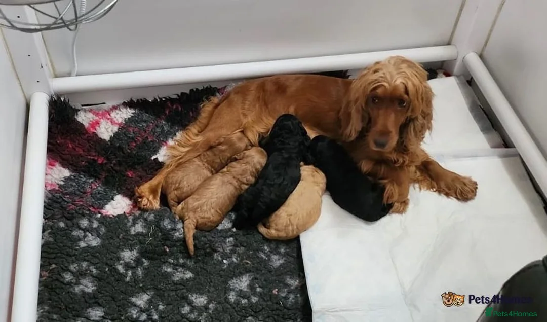 Toy Poodle dogs for stud: PRA Clear,Kc reg,proven toy poodle in Manchester - Advert 9