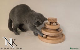 British Shorthair cats for sale: GORGEOUS GCCF REG TEDDYS 🐻🧸 READY TO LEAVE ❗️❗️ - Image 30