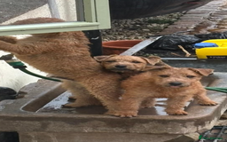 Lakeland Terrier dogs for sale:  red Lakeland terrier female for sale  - Advert 4