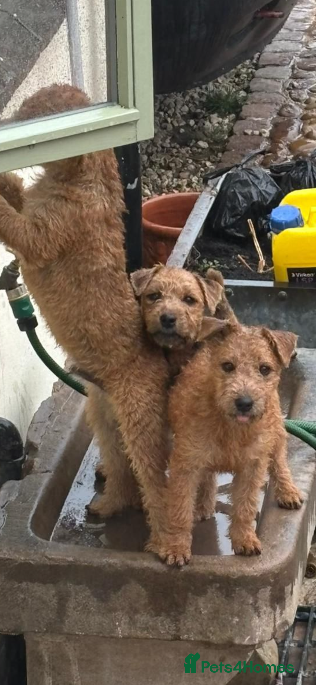 Lakeland Terrier dogs for sale:  red Lakeland terrier female for sale  - Advert 4