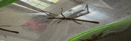 Stick Insects invertebrates for sale: Sunny stick insect in Spalding - Advert 5