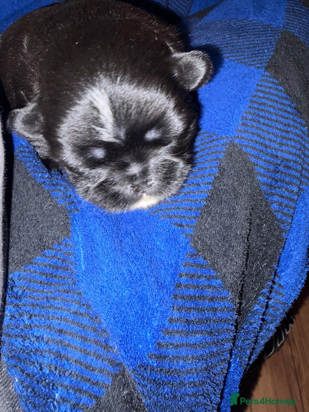 Mixed Breed dogs for sale: Brussel Griffin Shih Tzu mix in Croydon - Advert 7