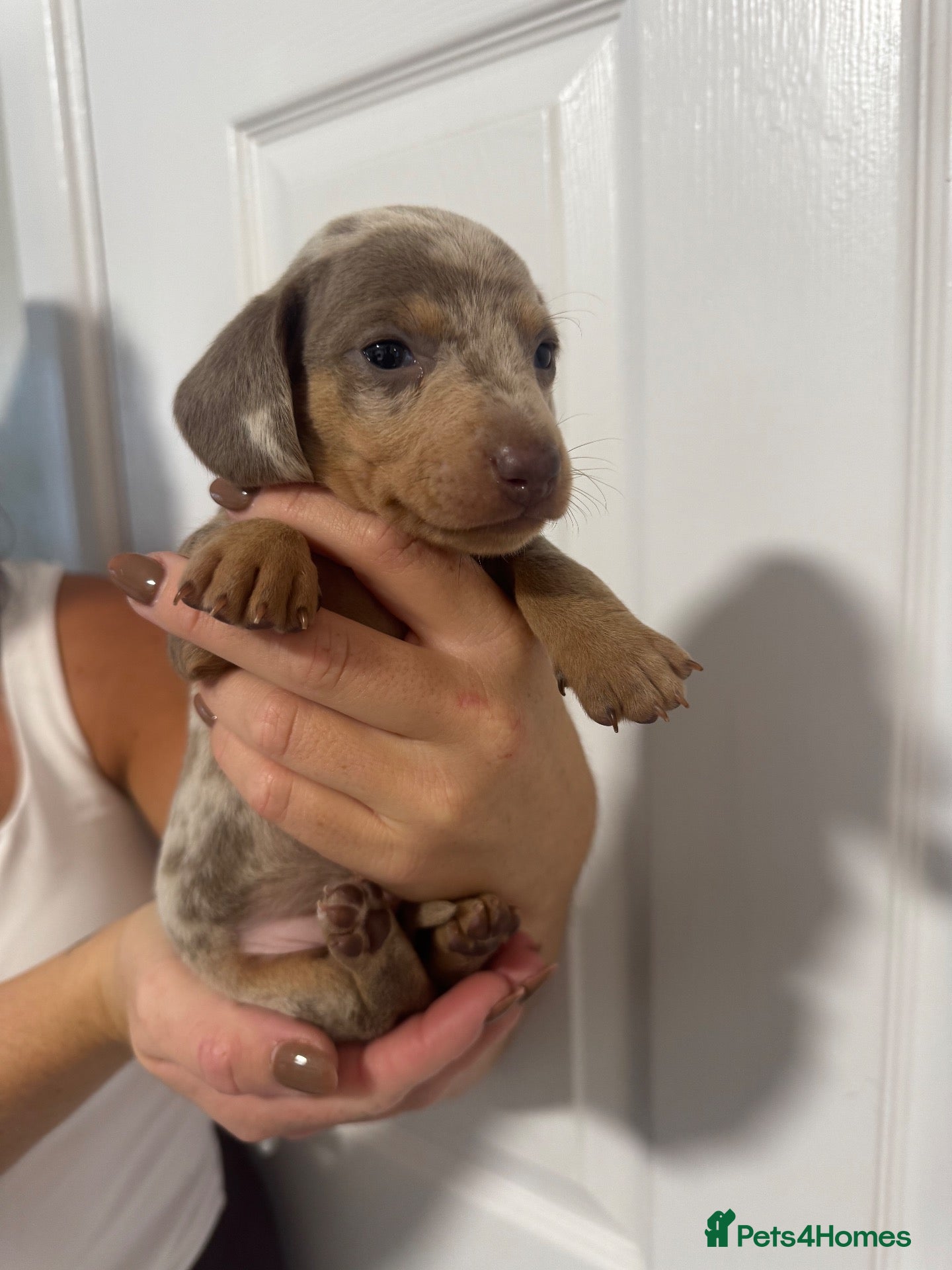 Miniature Dachshund dogs Ready to leave in 4 weeks!dachshund puppies!!  - Advert 15
