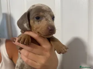Miniature Dachshund dogs Ready to leave in 4 weeks!dachshund puppies!! - Advert 15