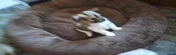 Mixed Breed dogs for sale: Teddy  and Tony in Northampton - Advert 5