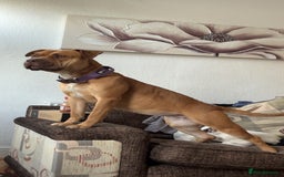 Mixed Breed dogs for sale: American bully - Image 3