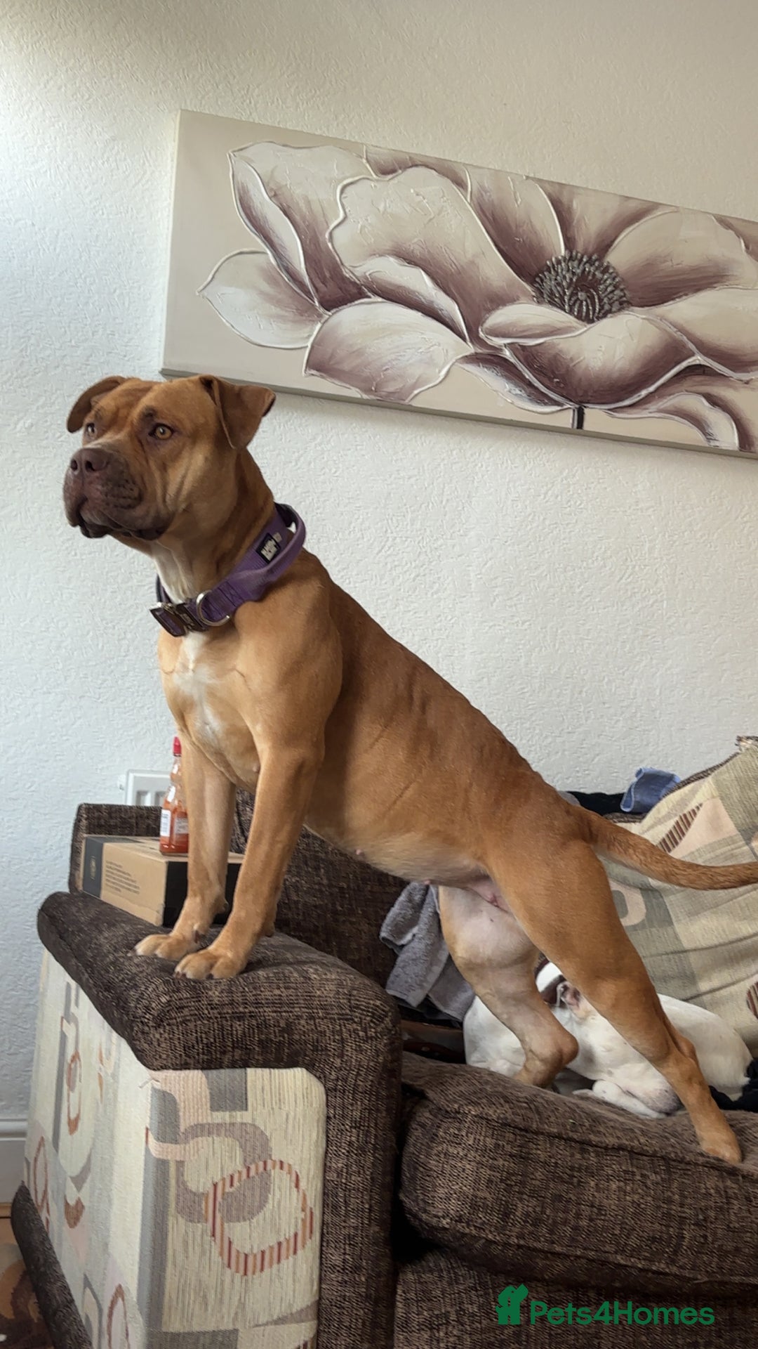 Mixed Breed dogs for sale: American bully - Image 3