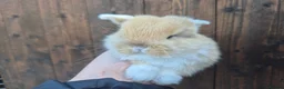 Mini Lop rabbits for sale: 🧡Absolutely gorgeous mini lop babies 🧡 - Advert 13
