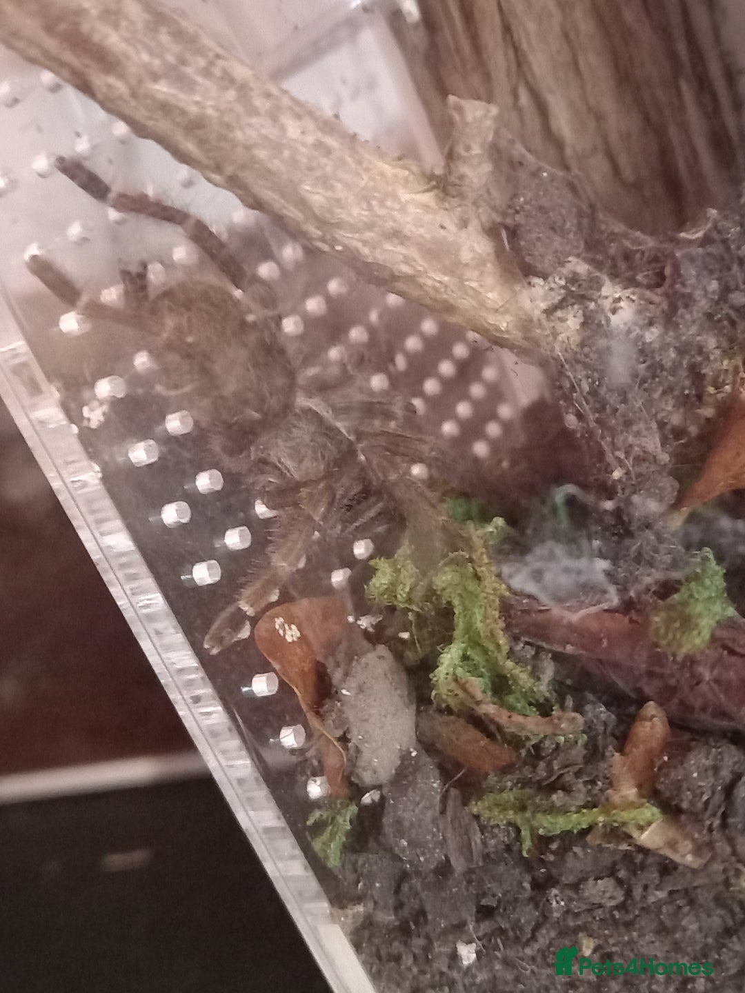 Tarantulas invertebrates for sale: Various T's FOR SALE!  - Advert 12