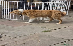 Border Collie dogs for sale: 6 months - beautiful border collie. - Image 5