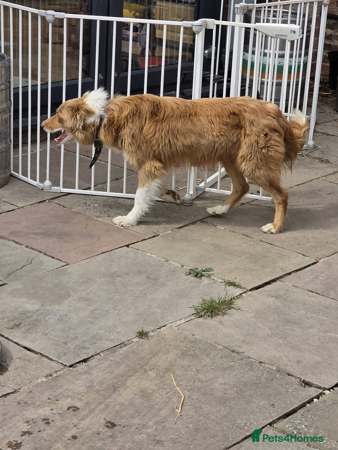 Border Collie dogs for sale: 6 months - beautiful border collie. - Image 5