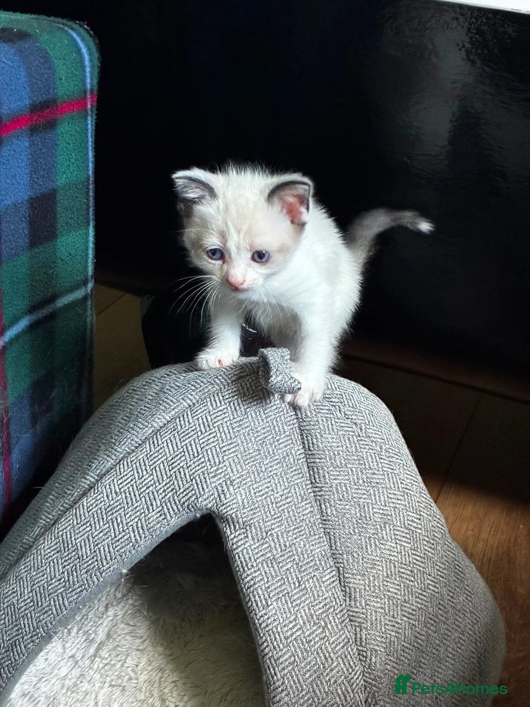 Ragamese cats for sale: Beautiful gentle  in Carlisle - Advert 4