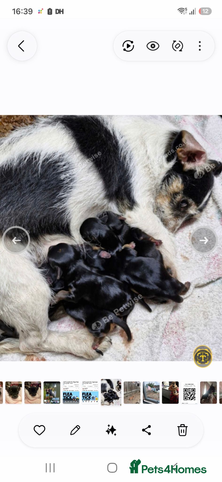 Mixed Breed dogs Jack russell x yorkshire terrier  - Advert 5