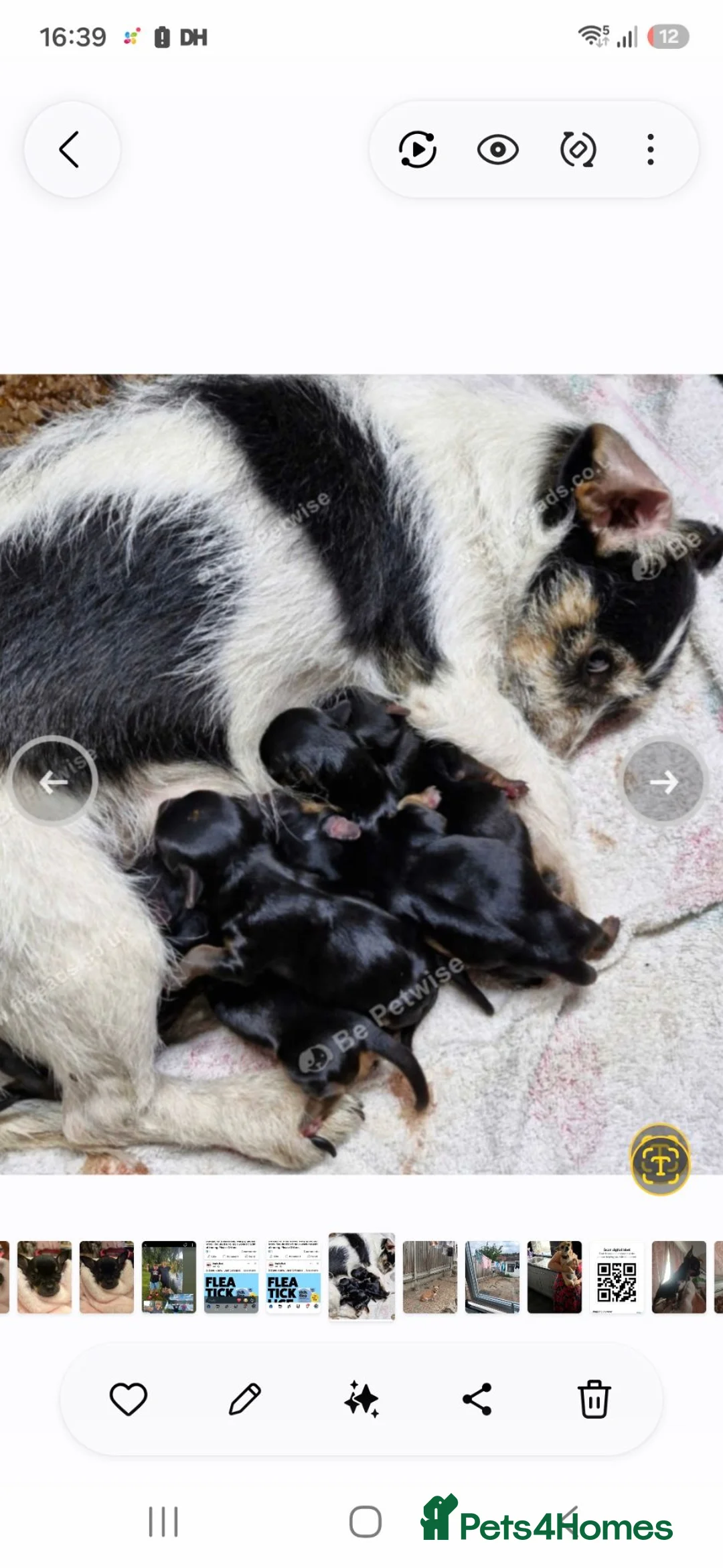 Mixed Breed dogs for sale: Jack russell x yorkshire terrier  - Advert 1