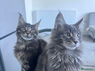 Maine Coon cats “Ready now*Gorgeous pedigree Maine coon kittens - Advert 2