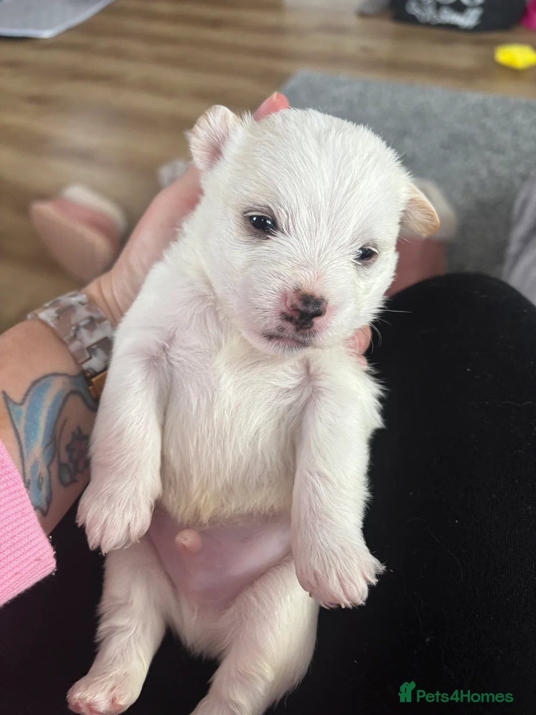 Mixed Breed dogs for sale: Maltijack - Advert 13