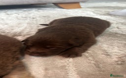 German Shepherd dogs for sale: Working KC GSD German shepherd puppies  - Image 8