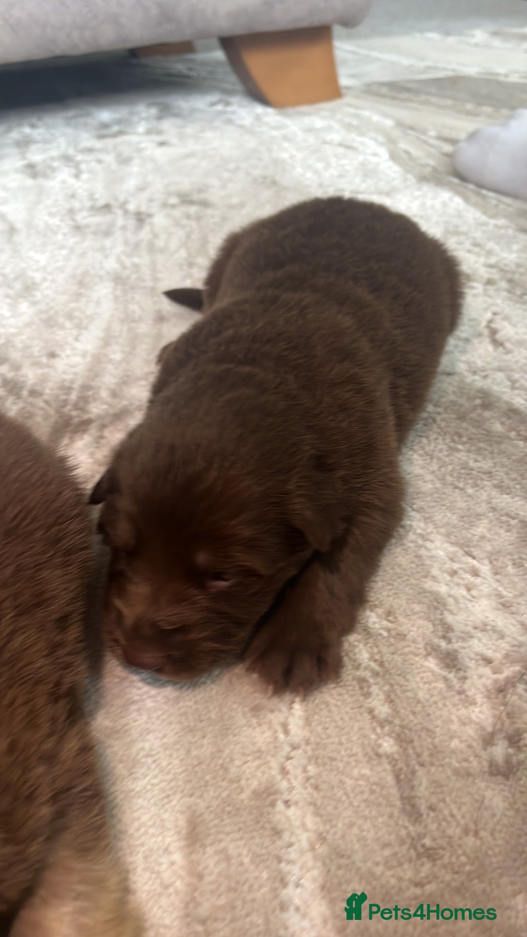 German Shepherd dogs for sale: Working KC GSD German shepherd puppies  - Image 8