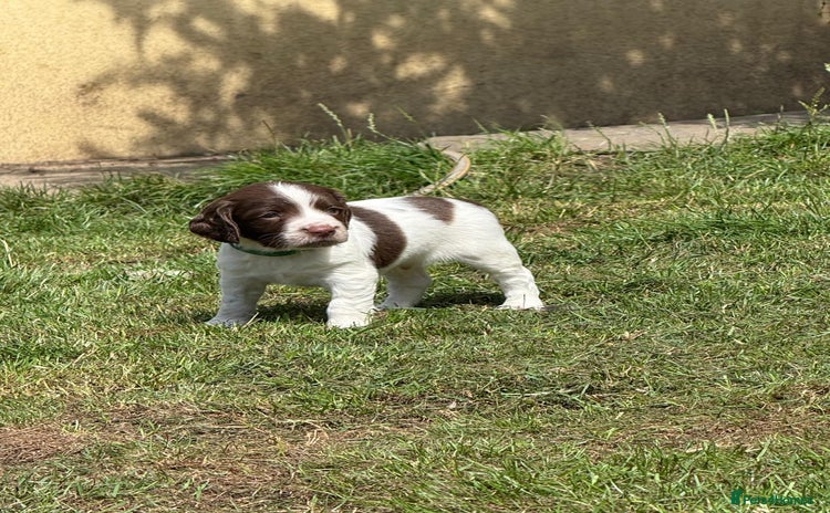 English Springer Spaniel dogs - Advert 12