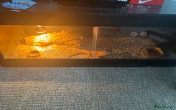 Bearded Dragon reptiles for sale: Male bearded dragon  - Image 2