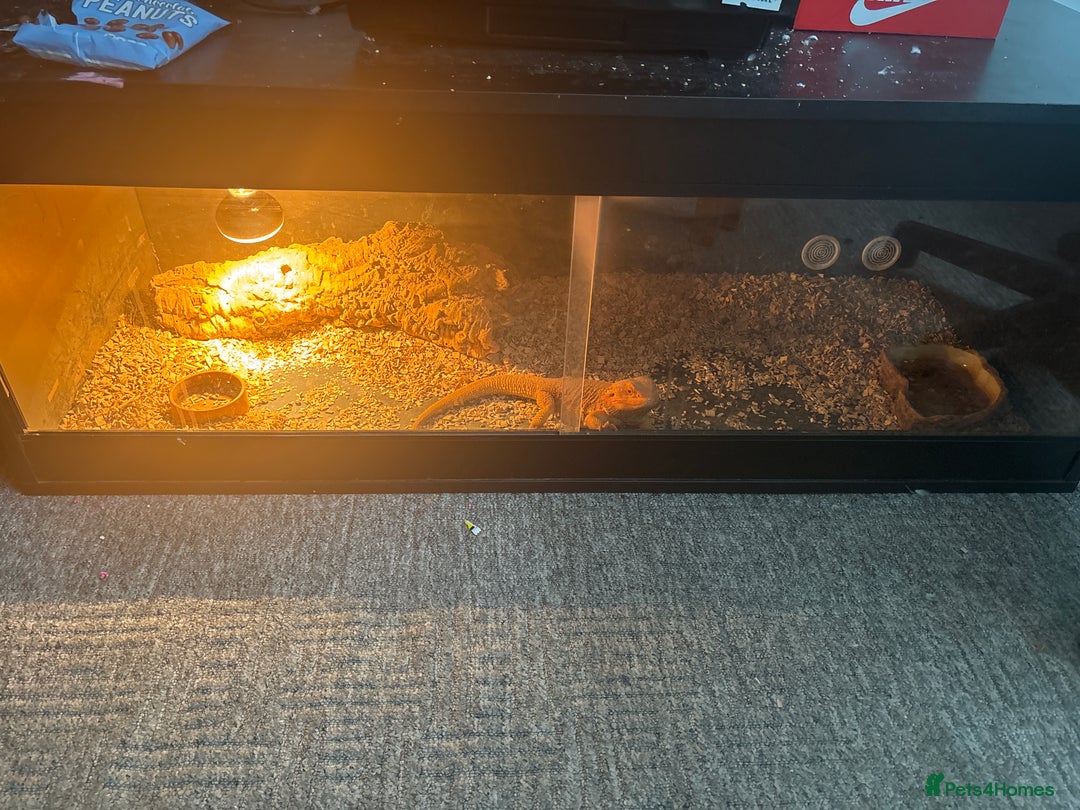 Bearded Dragon reptiles for sale: Male bearded dragon  - Image 2