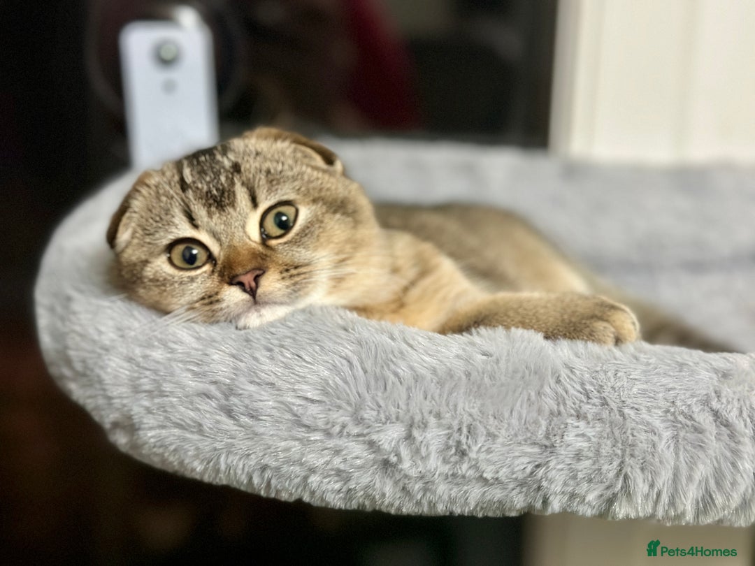 Scottish Fold cats for sale: Scottish fold girl - Advert 11